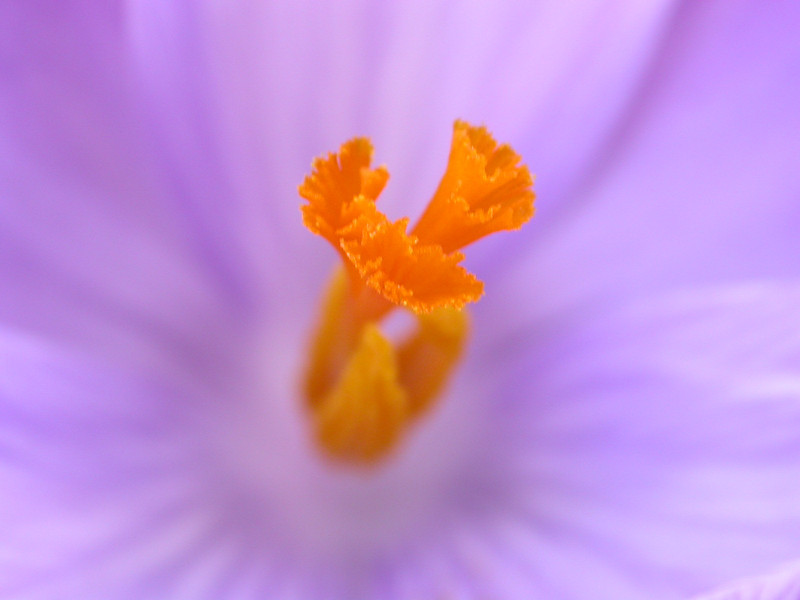 Nel "cuore" del Crocus