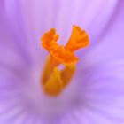 Nel "cuore" del Crocus