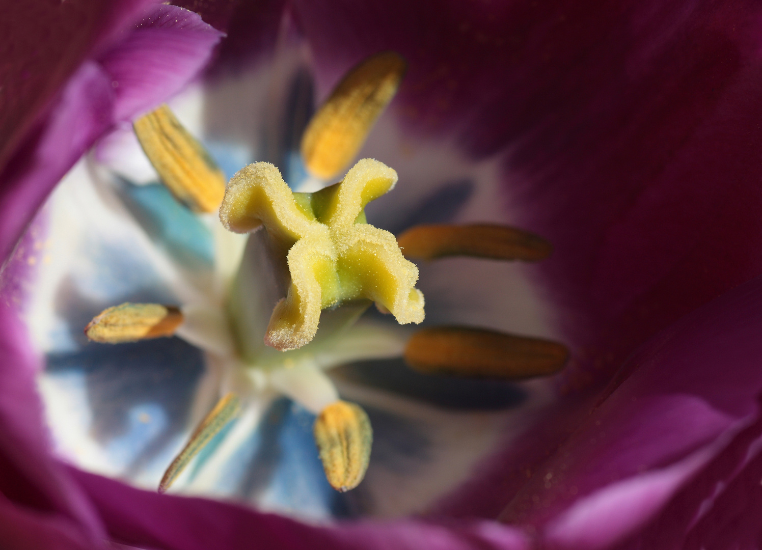 nel cuore del fiore