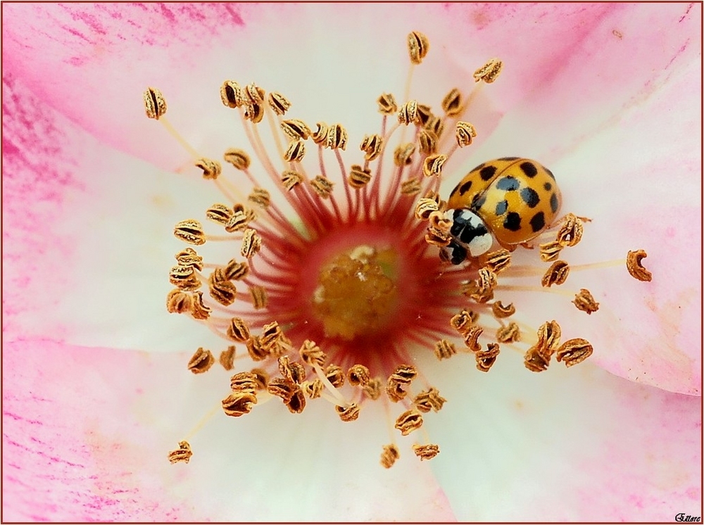 Nel cuore della rosa