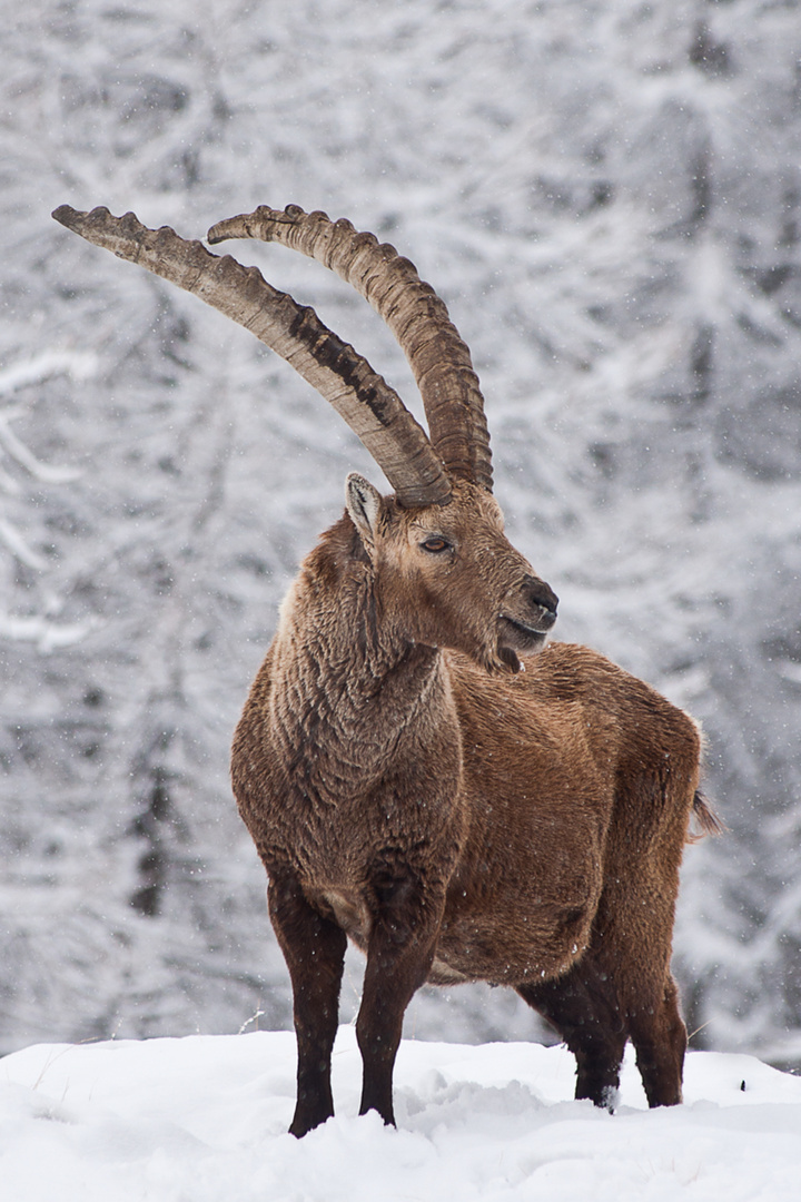 Nel cuore dell'inverno