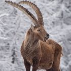 Nel cuore dell'inverno