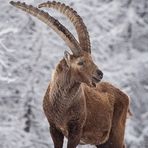 Nel cuore dell'inverno