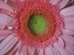 Nel cuore di una gerbera...