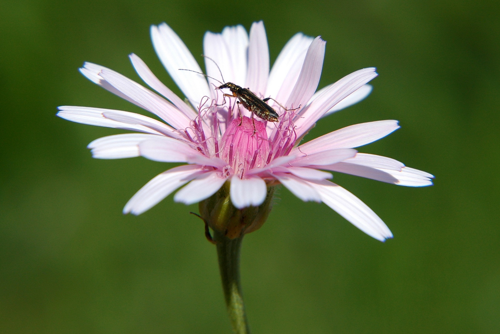 nel fiore