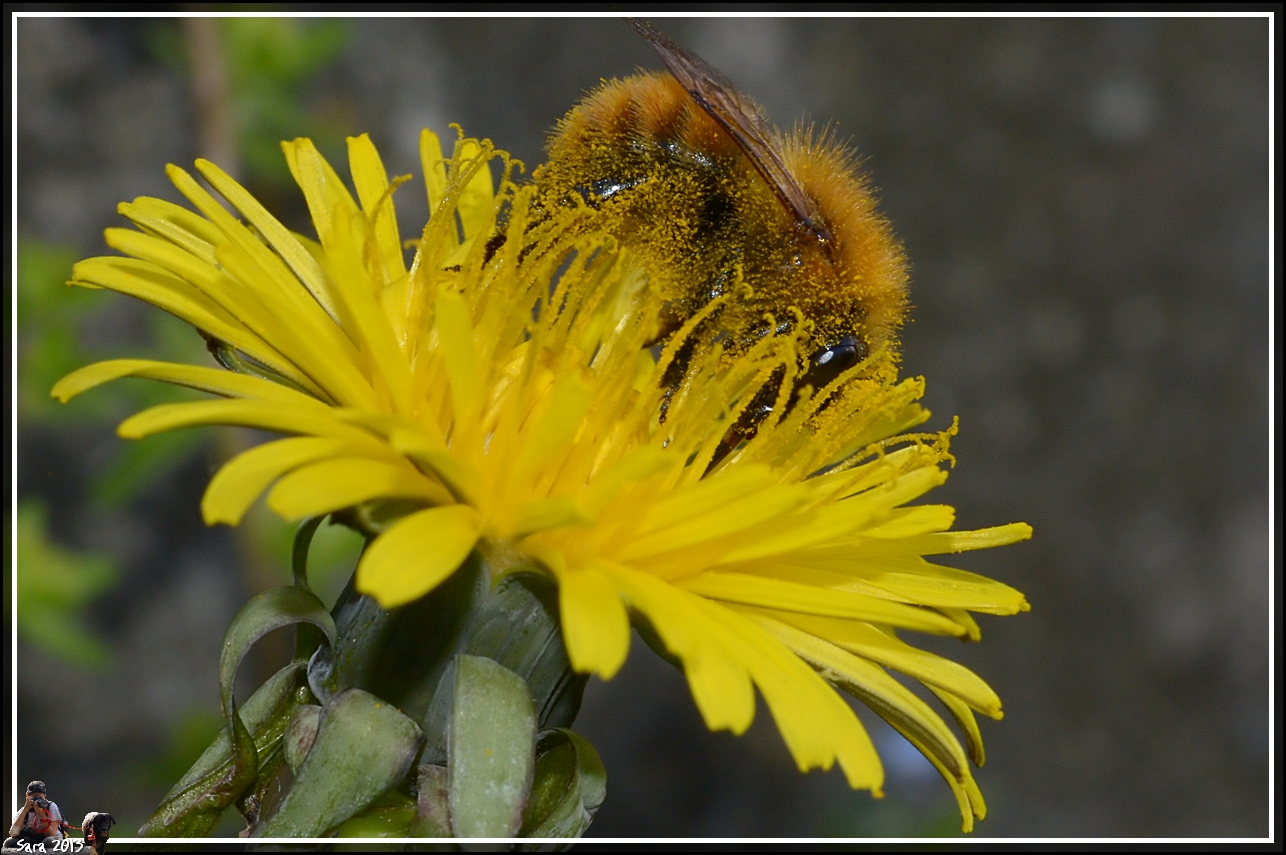 Nel fiore..