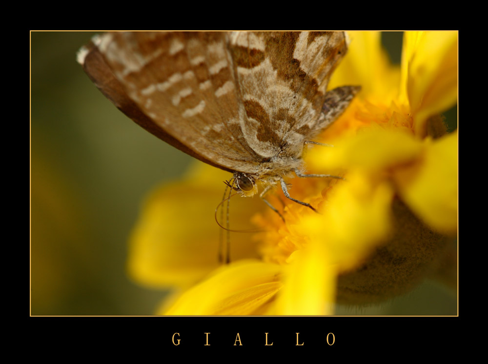 nel giallo