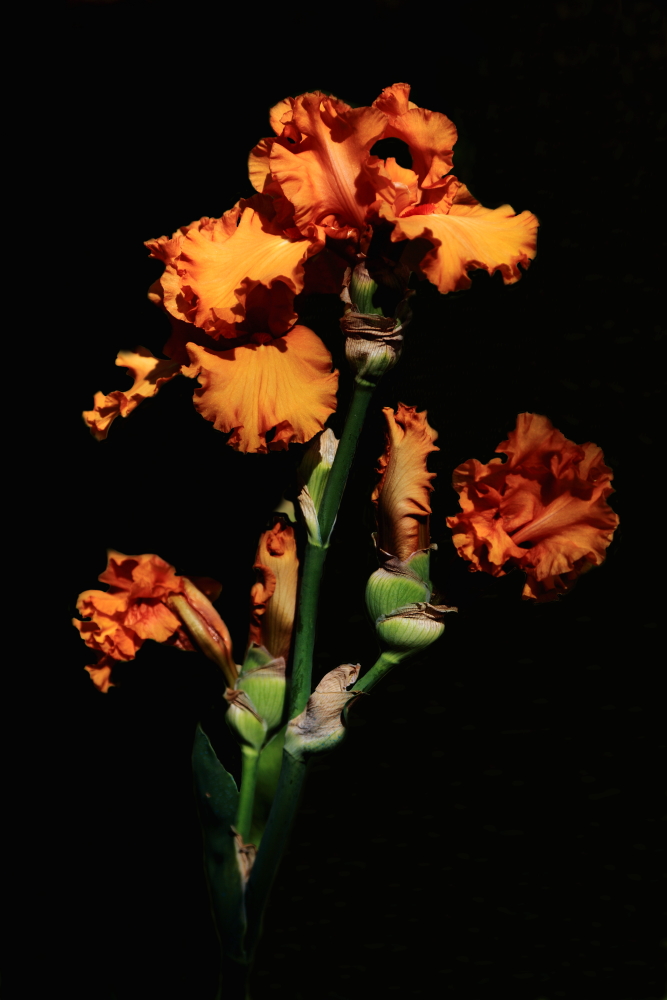 Nel giardino dell'IRIS