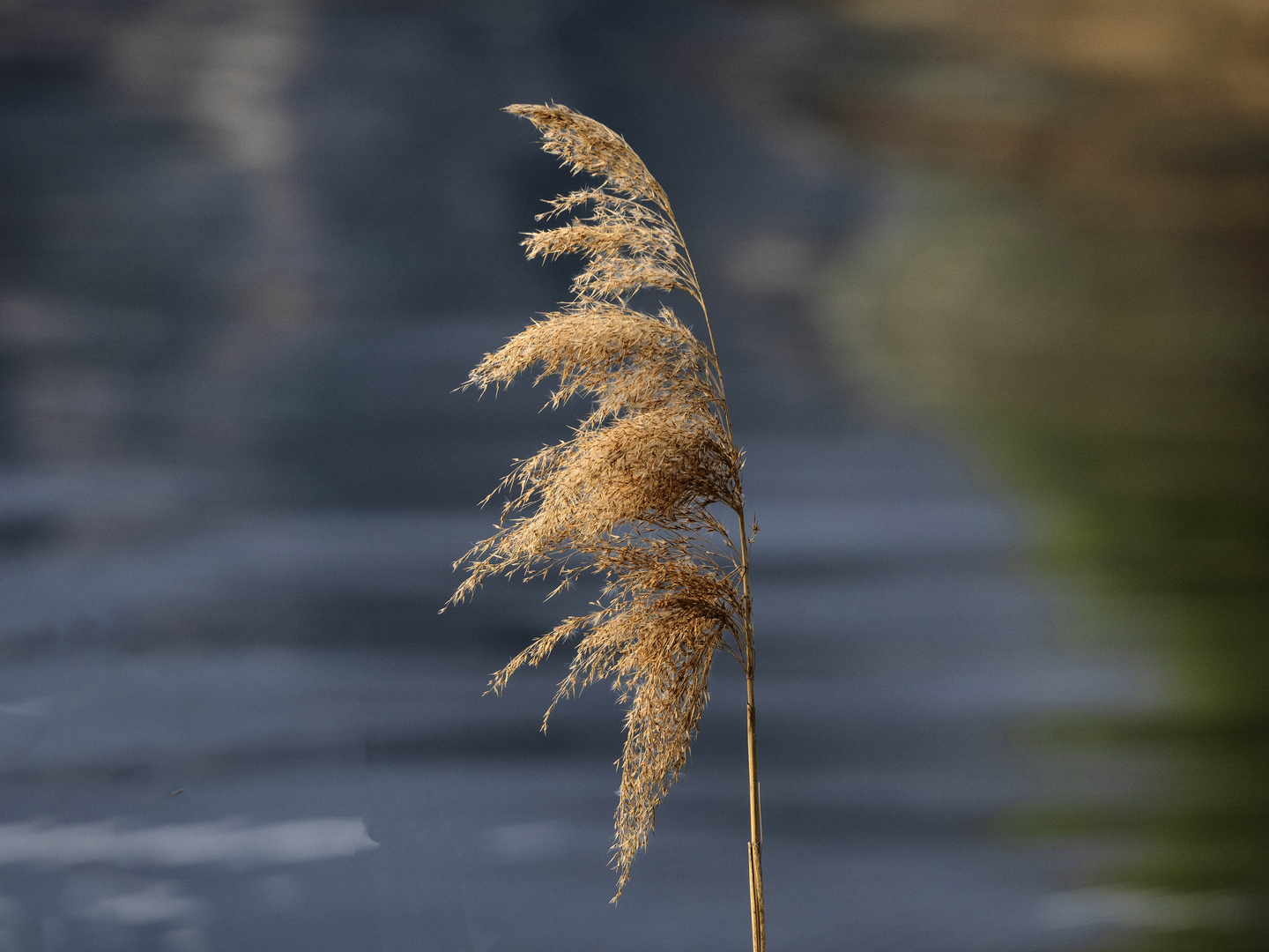 Nel lago