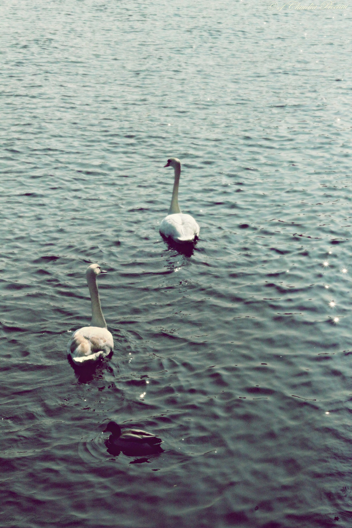 Nel lago di Como