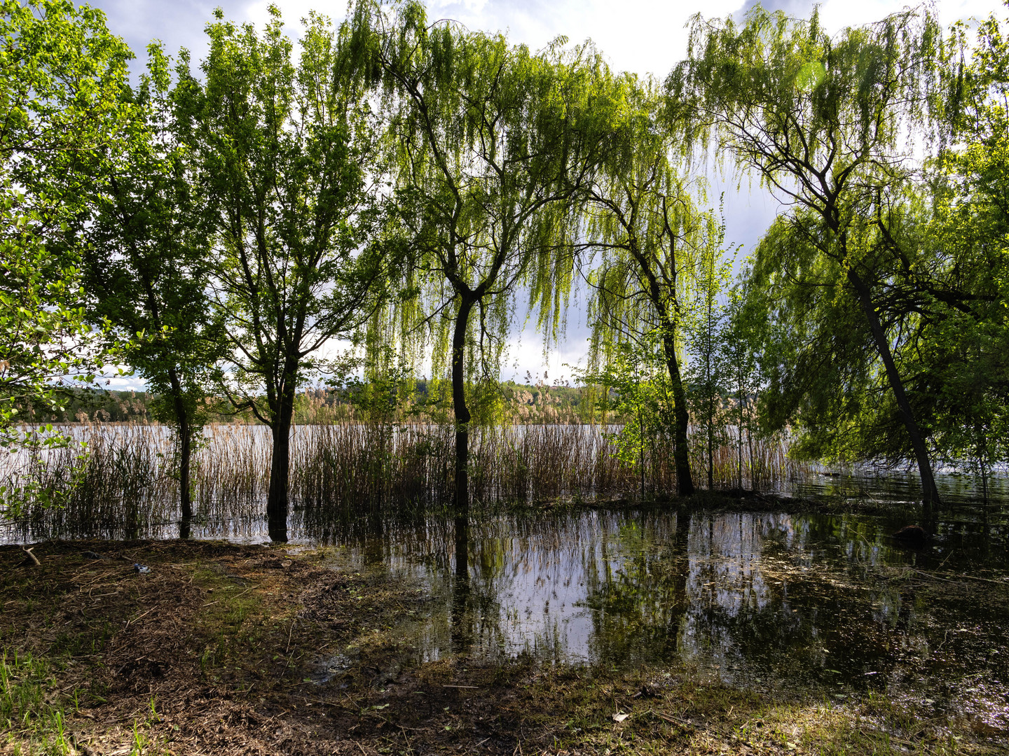 Nel lago di Varese