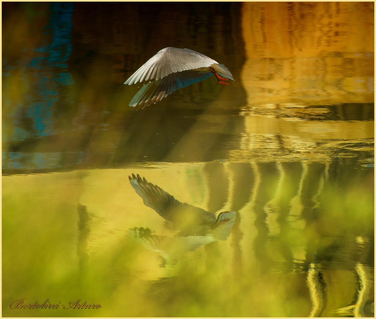 Nel Lago dorato