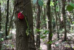 Nel mezzo del bosco nel Parco del Conero