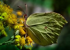 ....nel mio giardino....