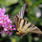 ......nel mio giardino