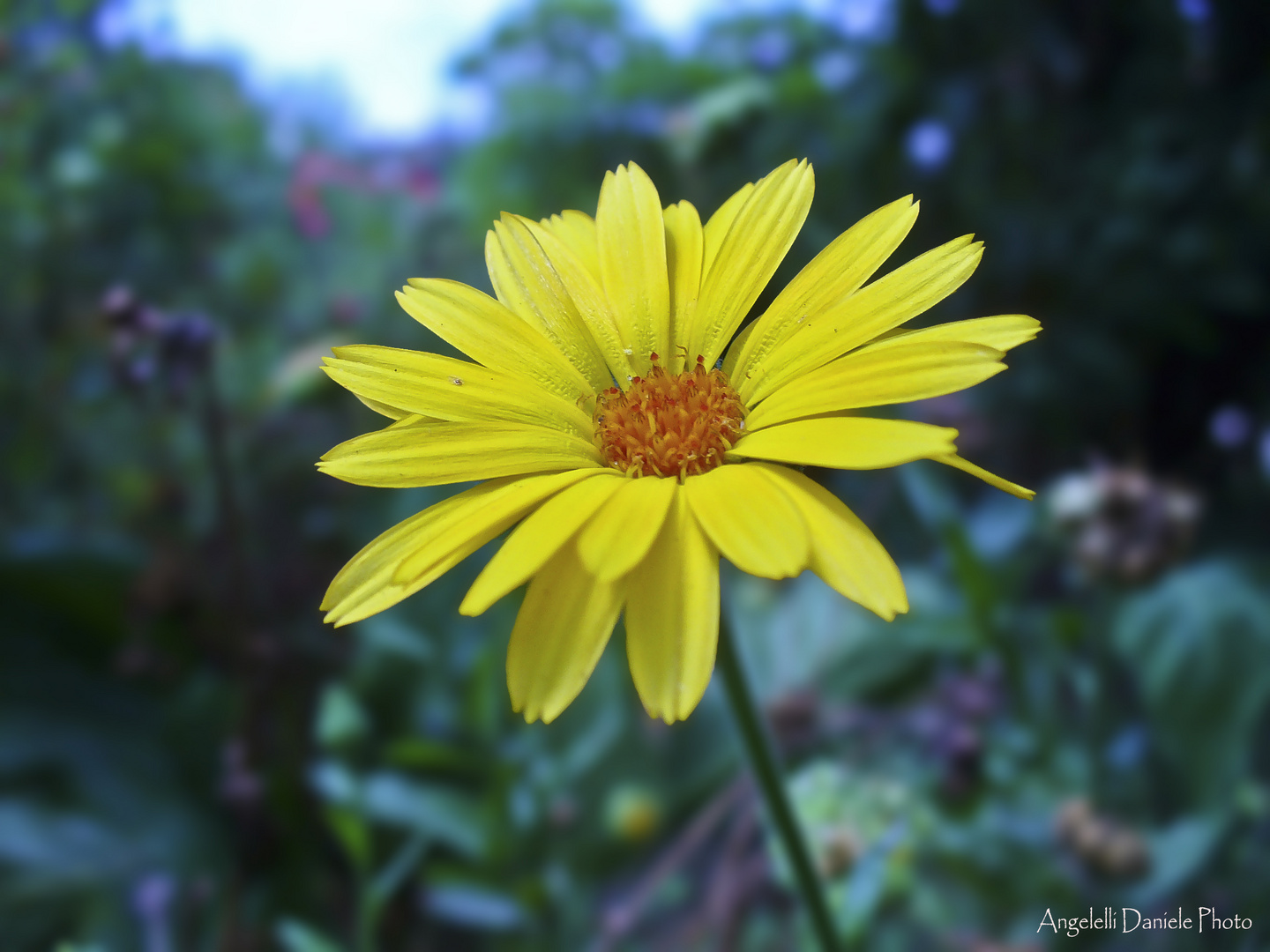 .....nel mio giardino.....