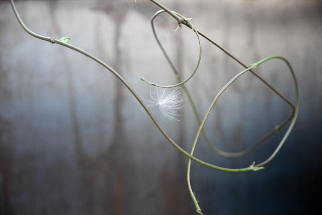 Nel mio giardino. Appena dentro, sulla sinistra