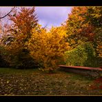 Nel mio giardino e' arrivato l'autunno