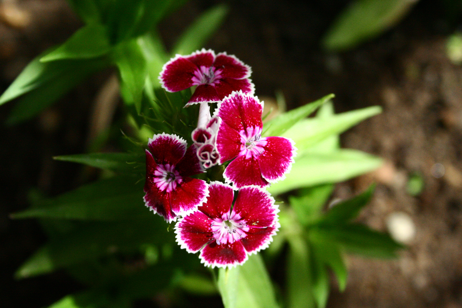 ....nel mio giardino fioriscono ancora ....