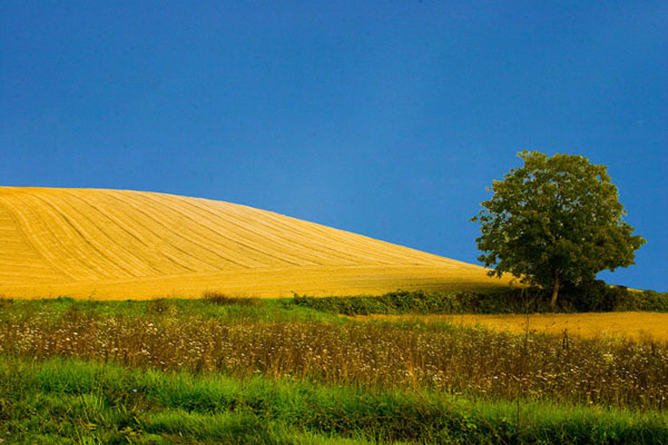 nel paese delle meraviglie...