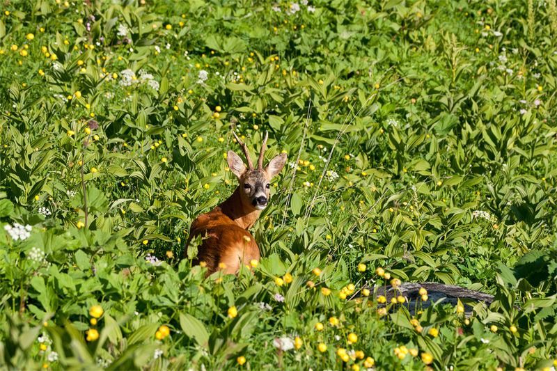 Nel pascolo in fiore.