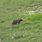 Nel periodo degli amori