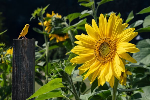 Nel segno del giallo.