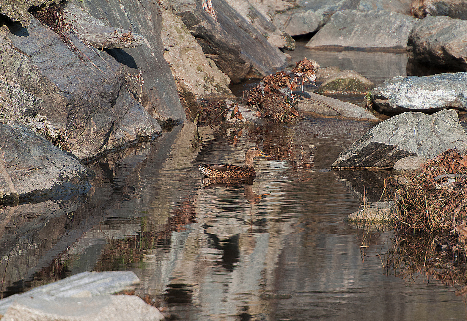 Nel torrente