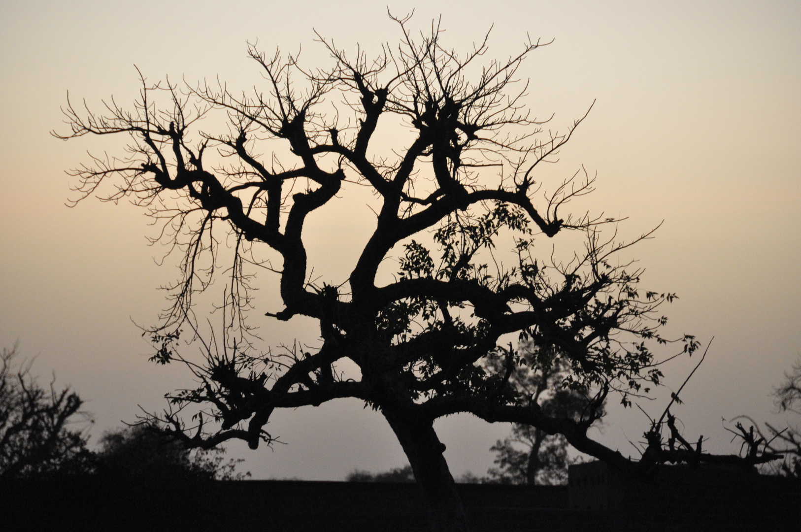 nel tramonto africano