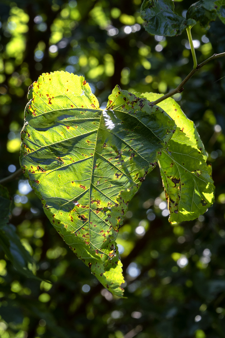 Nel verde