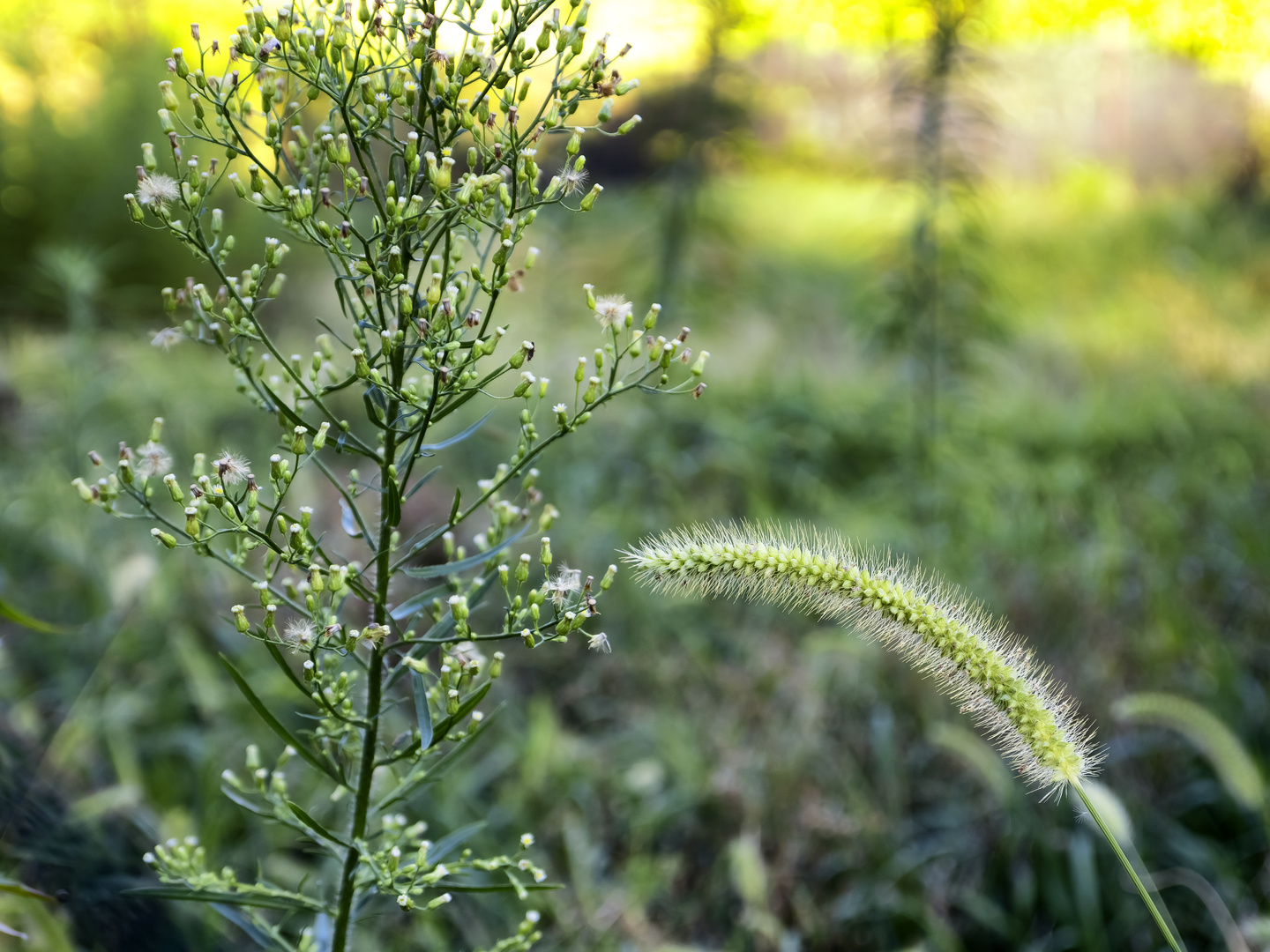 Nel verde