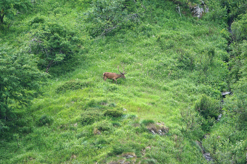 Nel verde della montagna.