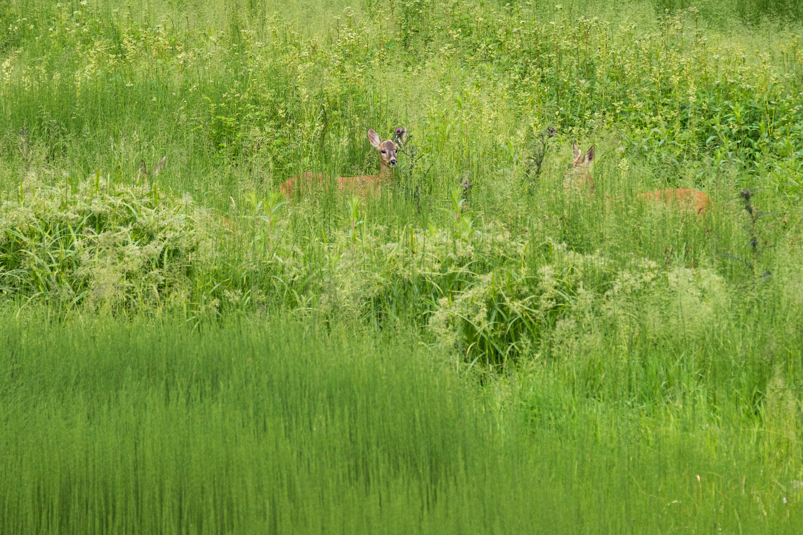 nel verde dell'estate