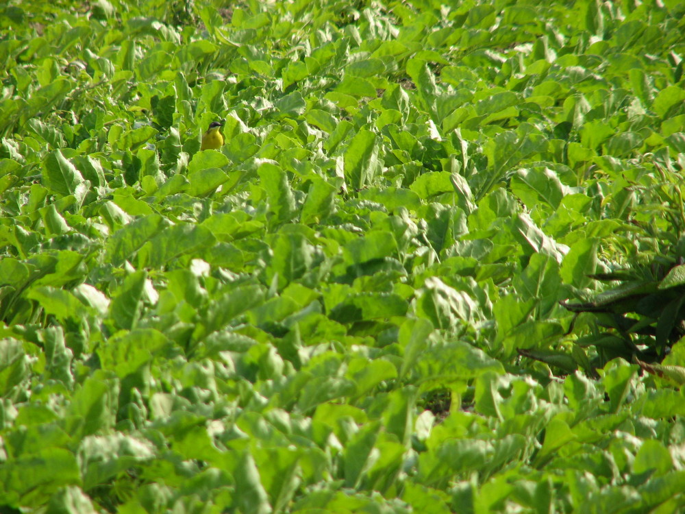 Nel Verde l'uccellino giallo