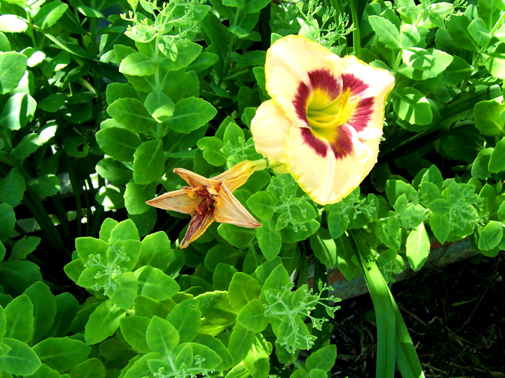 Nel verde...un fiore