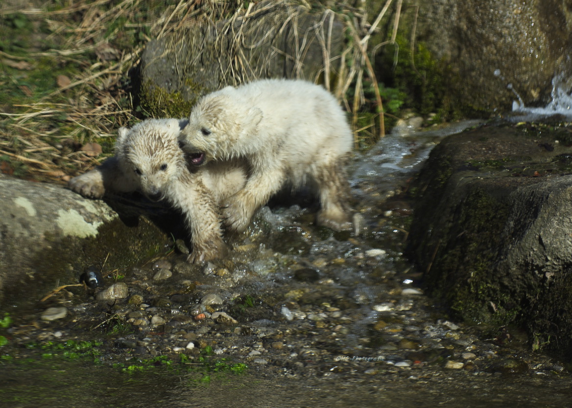 Nela und Nobby,