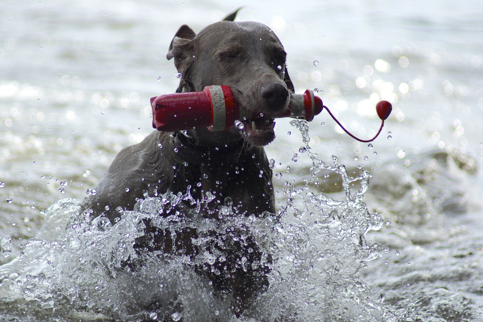 Nele bei der "Wasserarbeit"