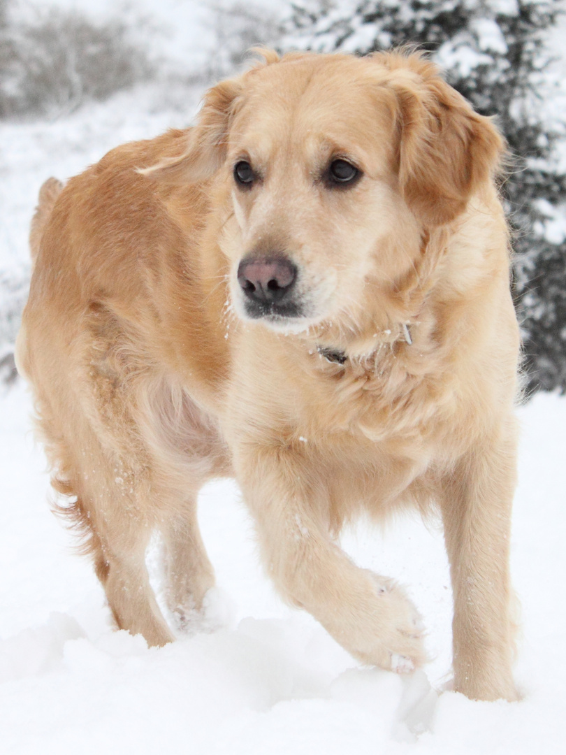 Nele im Schnee