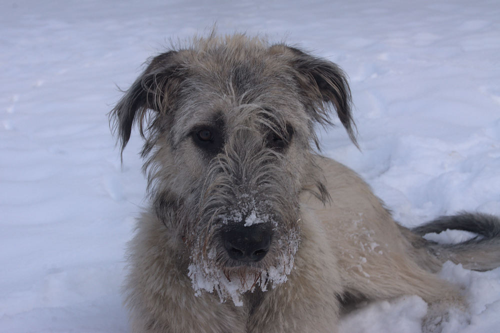 Nele's erster Schnee