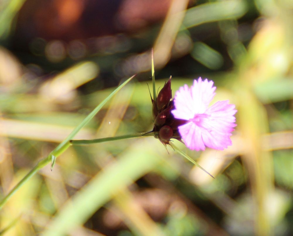 Nelke Foto & Bild pflanzen, samen, natur, pflanzen Bilder auf