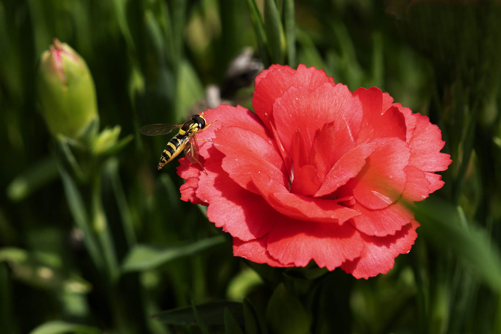 Nelke mit Schwebfliege.