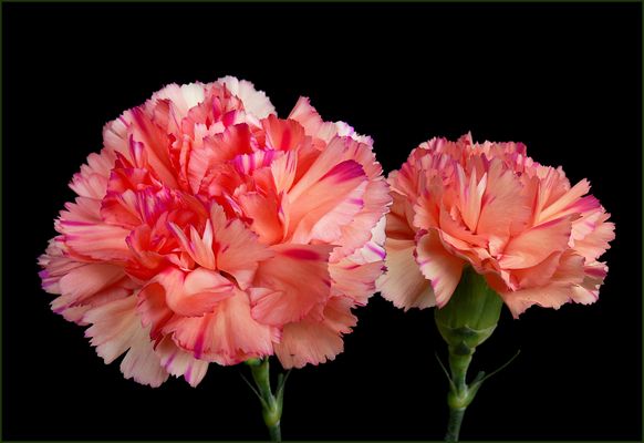 Nelken (Dianthus) Bilder & Fotos