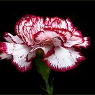 Nelken (Dianthus)