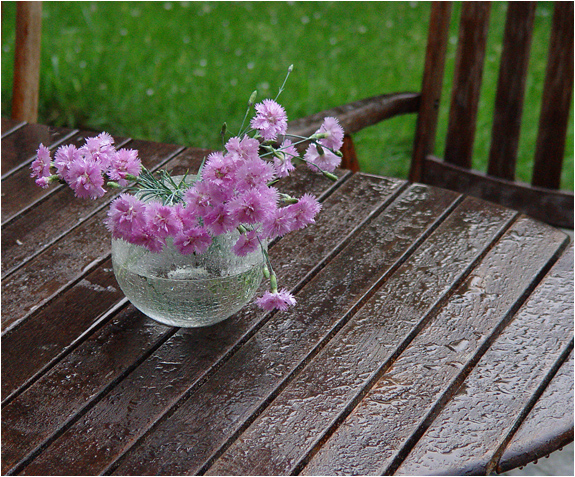 Nelken im Regen