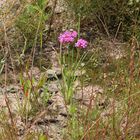 Nelken-Leimkraut (Atocion armeria)