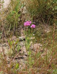 Nelken-Leimkraut (Atocion armeria)