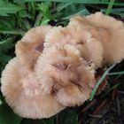 Nelken- oder Feld-Schwindling (Marasmius oreades) (1)