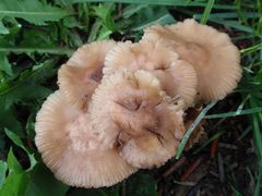 Nelken- oder Feld-Schwindling (Marasmius oreades) (1)