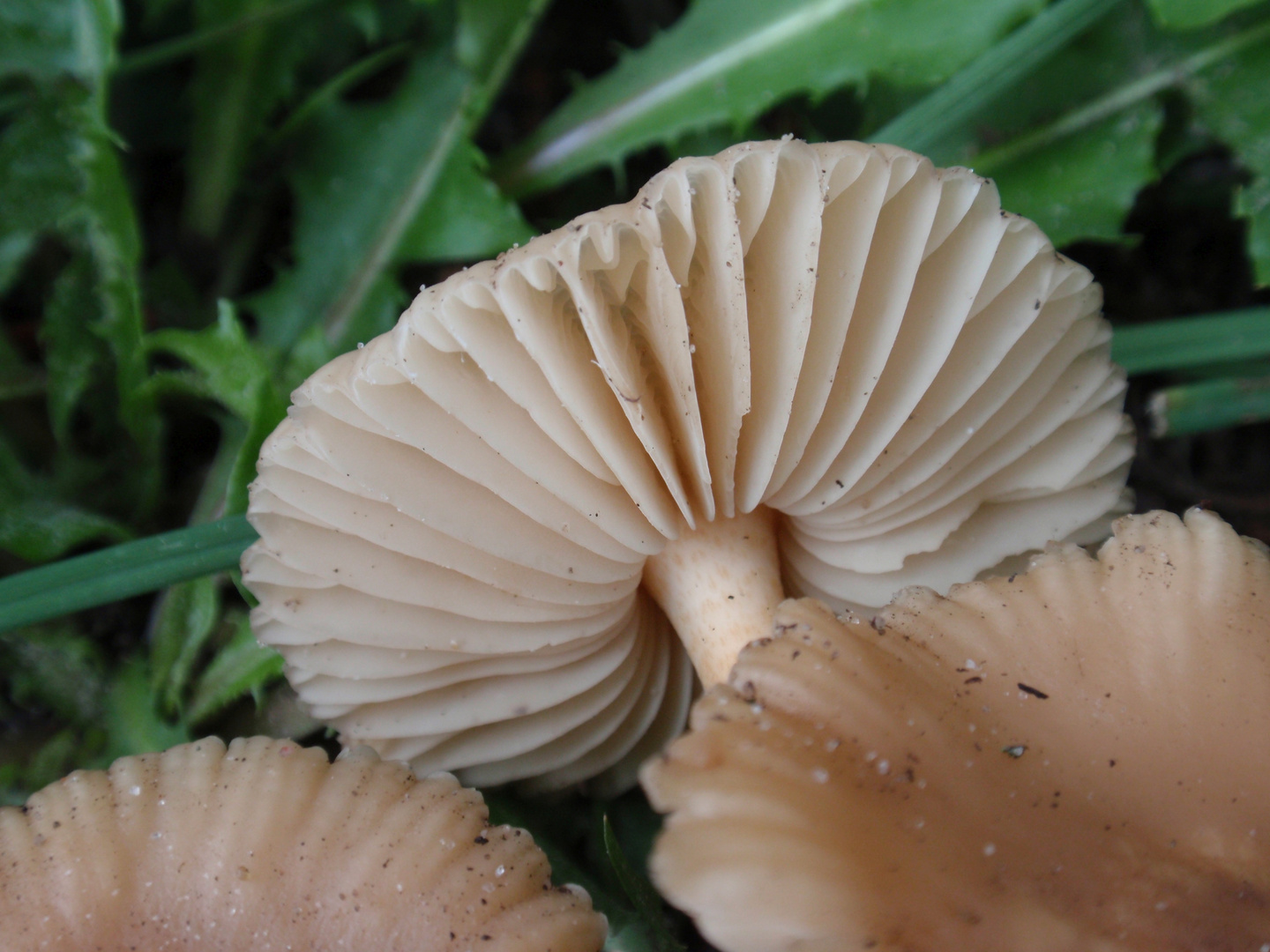 Nelken- oder Feld-Schwindling (Marasmius oreades)