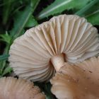 Nelken- oder Feld-Schwindling (Marasmius oreades)